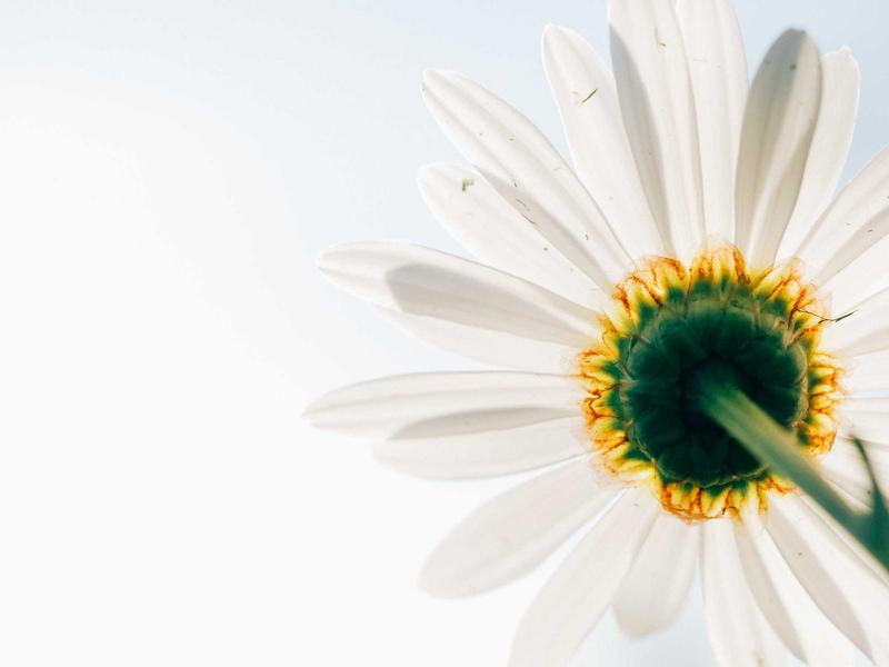 食物造型师<br>ujcbtdu.cn 塑料冰块摆盘